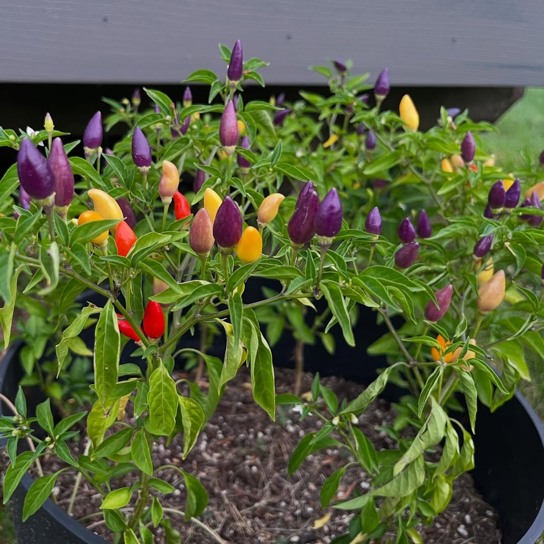 le piment Numex Twilight est parmi les plus beaux piments à cultiver en pot