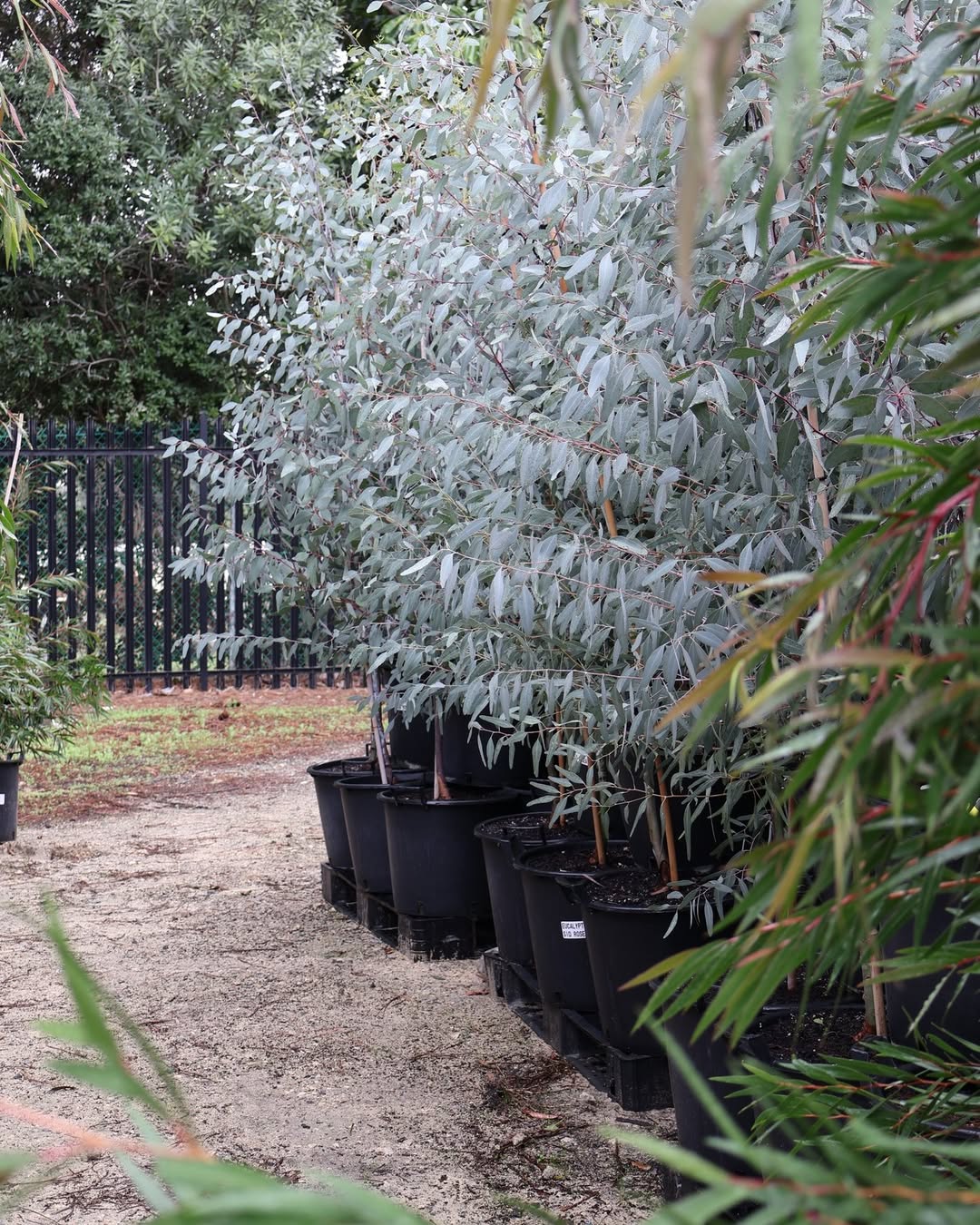 le système racinaire de l'eucalyptus très expansif est une menace pour les fondations et la plomberie domestique