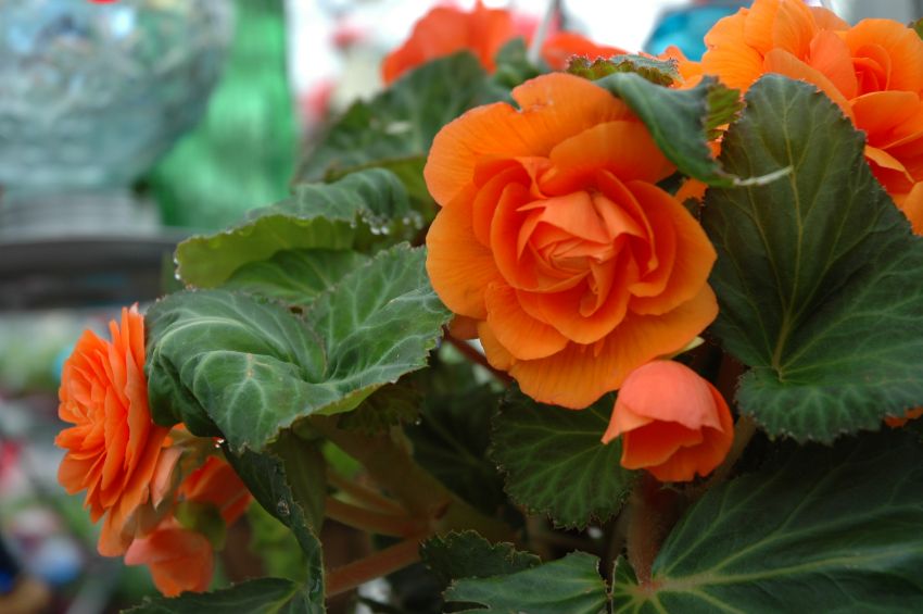 les bégonias tubéreux comme plantes en pot à floraison automnale