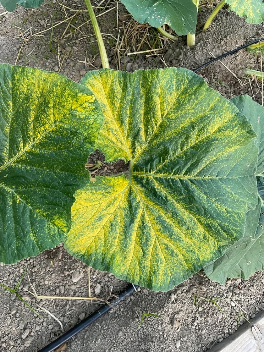 les causes et les solutions du jaunissement des feuilles du potiron
