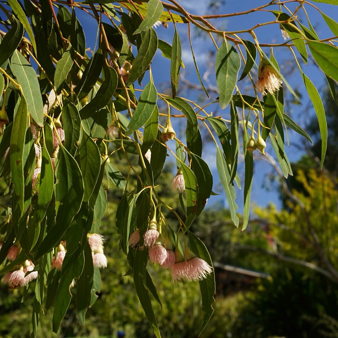 les feuilles et l’écorce de l’eucalyptus contiennent des composés toxiques pour les humains et les animaux domestiques