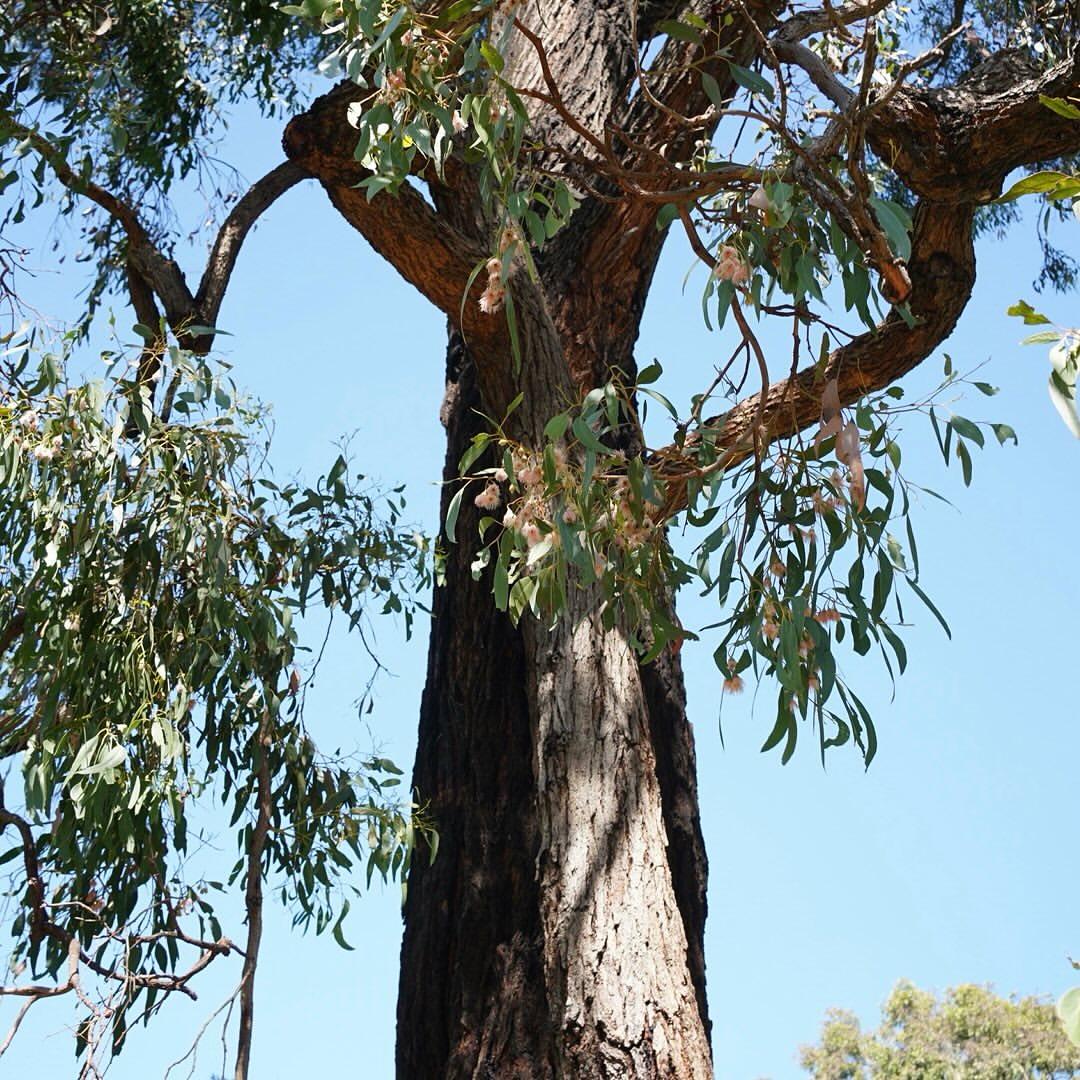 l'eucalyptus est un grand arbre instable et dangereux en cas de tempête