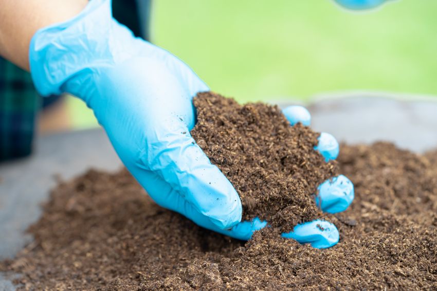 marc de raisin comme fertilisant au jardin