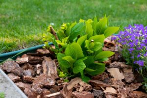 paillage des plantes vivaces en automne-pourquoi et comment