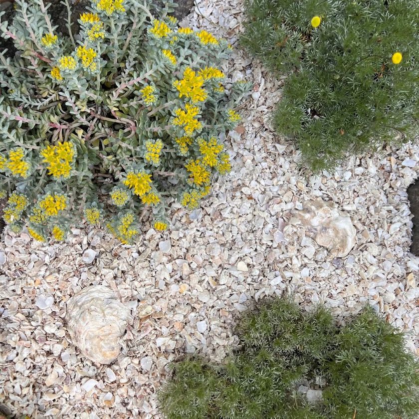 paillage naturel avec coquillages broyés pour plantes, conserver humidité, éloigner parasites