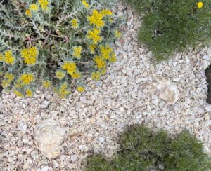 paillage naturel avec des coquillages broyés