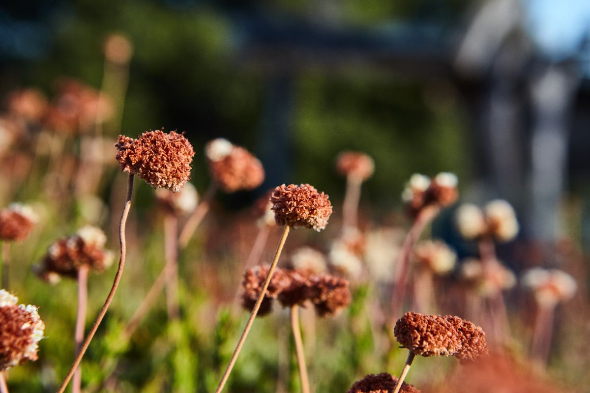 peut-on conserver certaines plantes mortes au jardin et comment prendre la bonne décision
