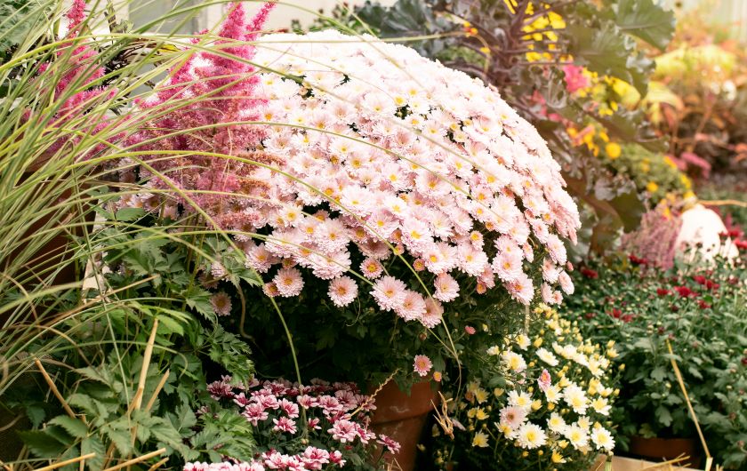 plantation des chrysanthèmes au jardin, guide complet