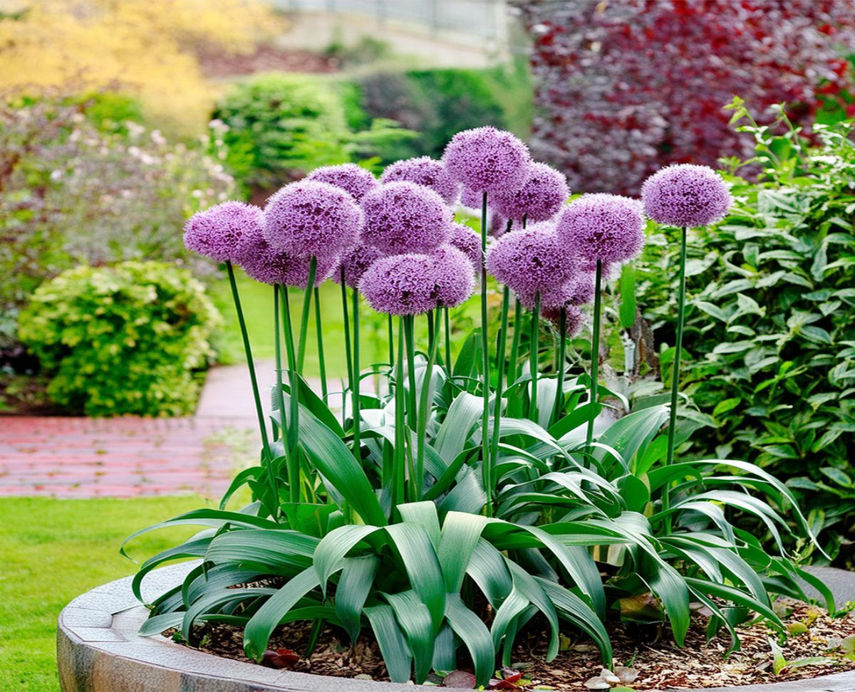 planter des bulbes d'allium en jardinière