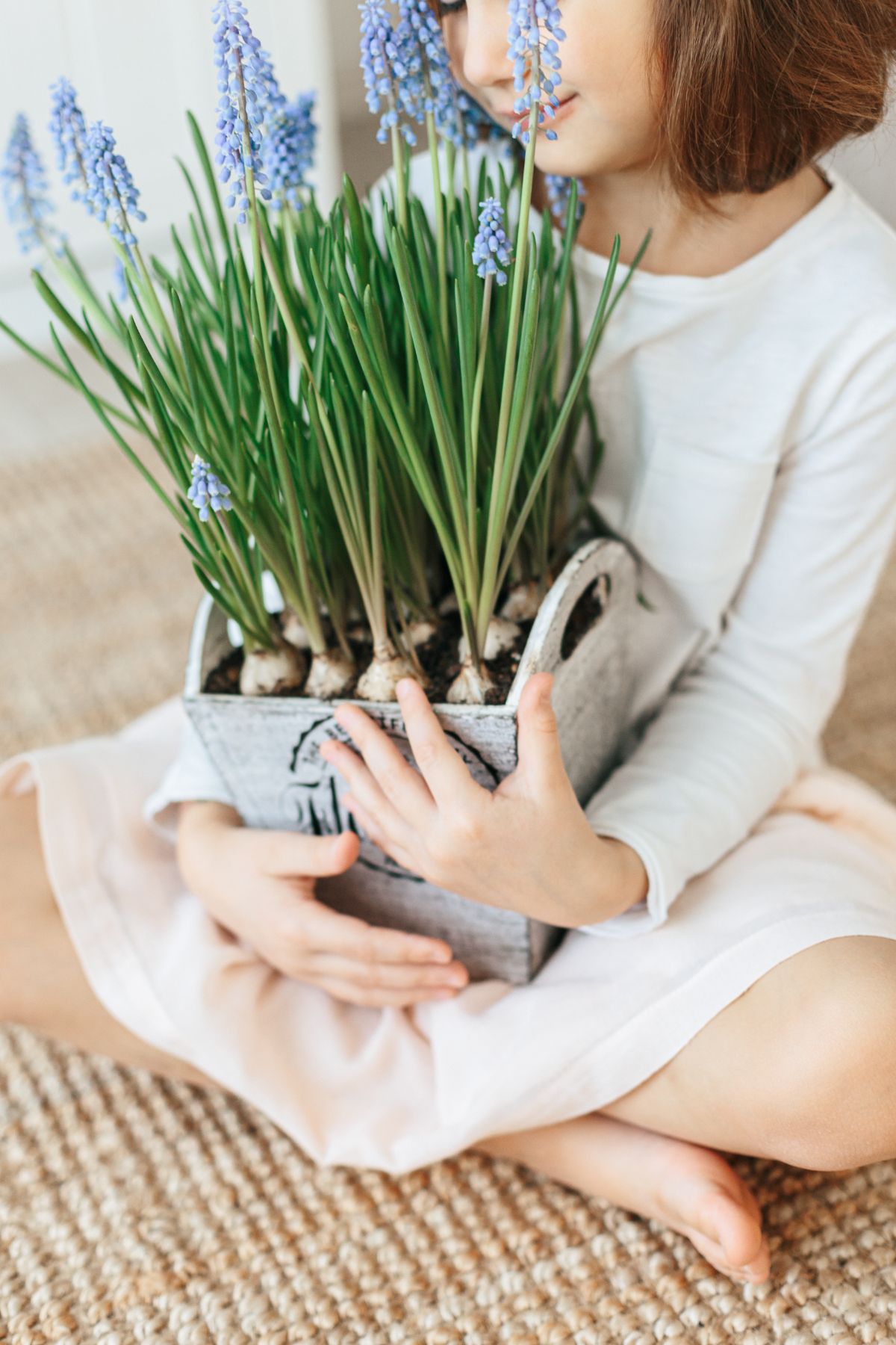 planter des bulbes de muscari en pot dès le mois d'août
