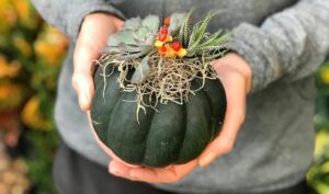 planter des succulentes dans une petite courge vidée