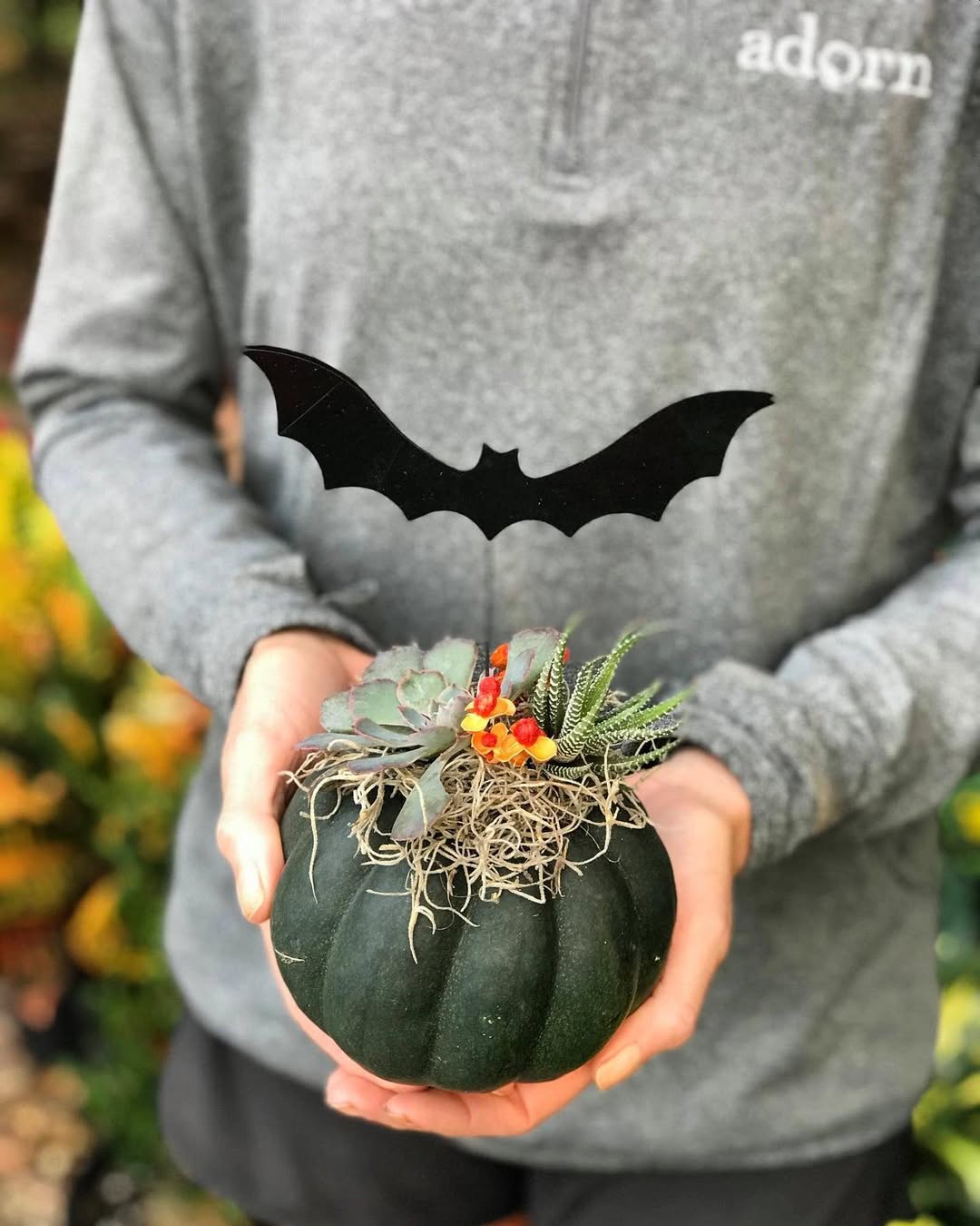 planter des succulentes dans une petite courge vidée en guise de jardinière