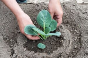 planter du chou en août 2025