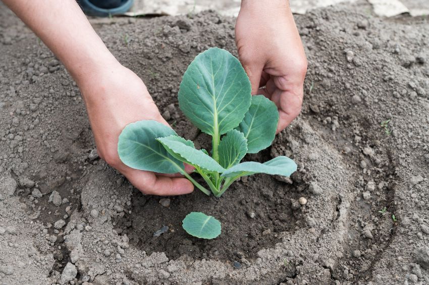 planter du chou en août 2025