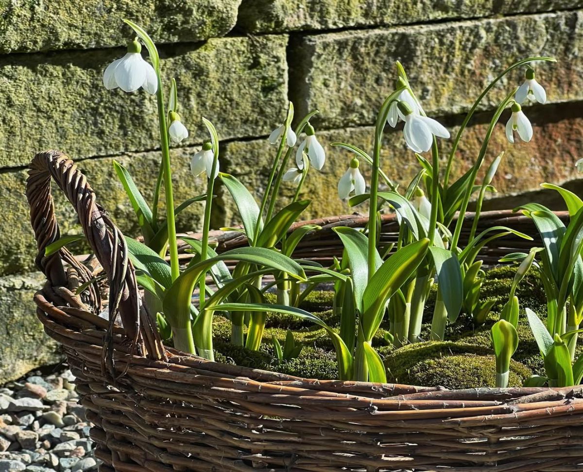 planter les bulbes de perce-neige en conteneur