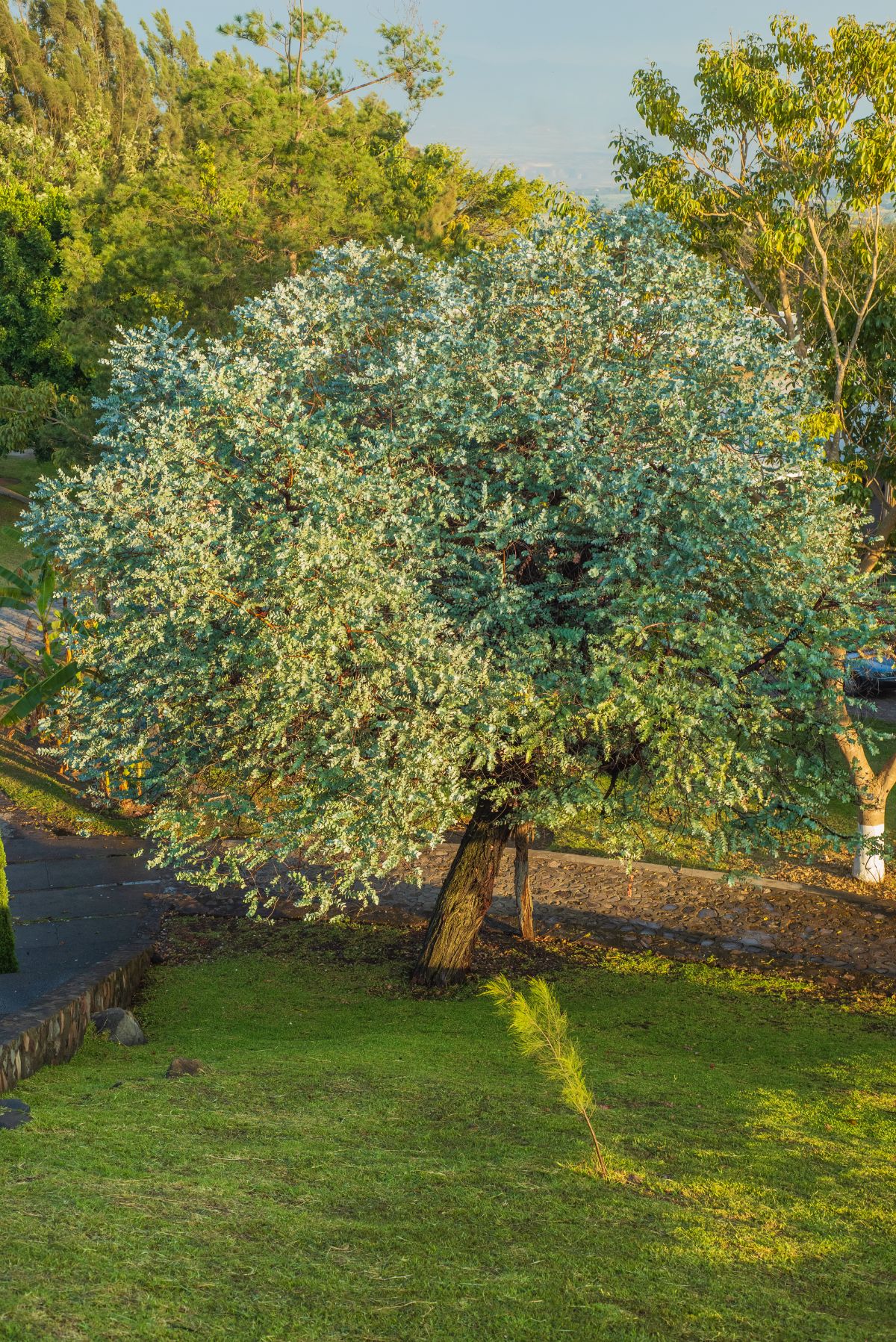 planter un eucalyptus dans le jardin-est-ce une erreur