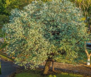 planter un eucalyptus dans le jardin-une menace pour votre propriété