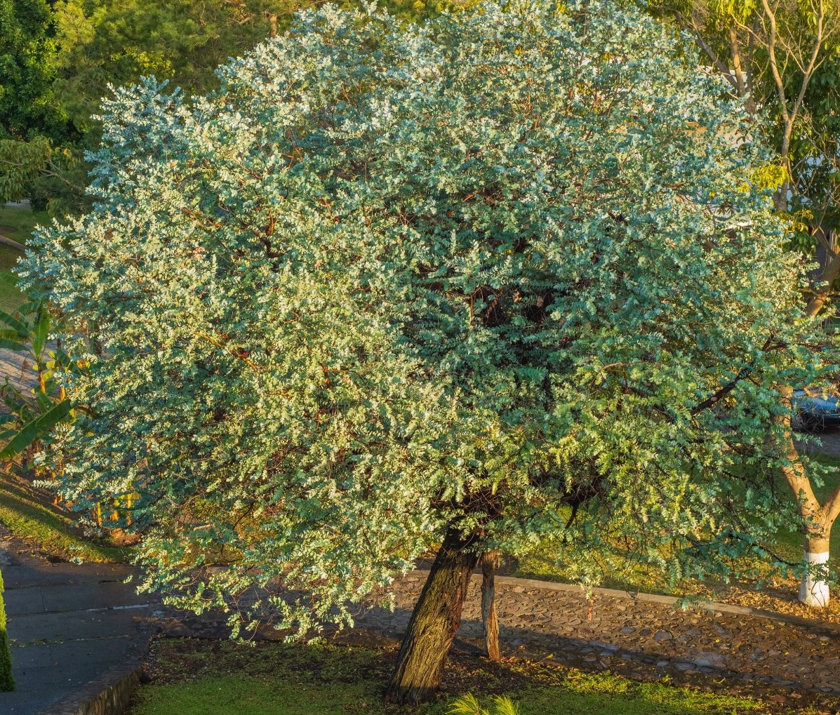 planter un eucalyptus dans le jardin-une menace pour votre propriété
