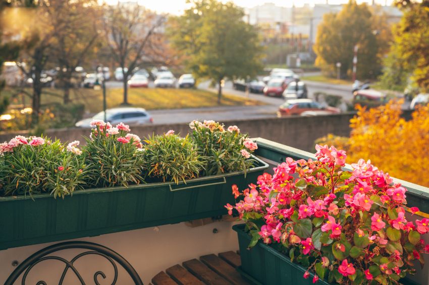 plantes automnales faciles à cultiver sur le balcon