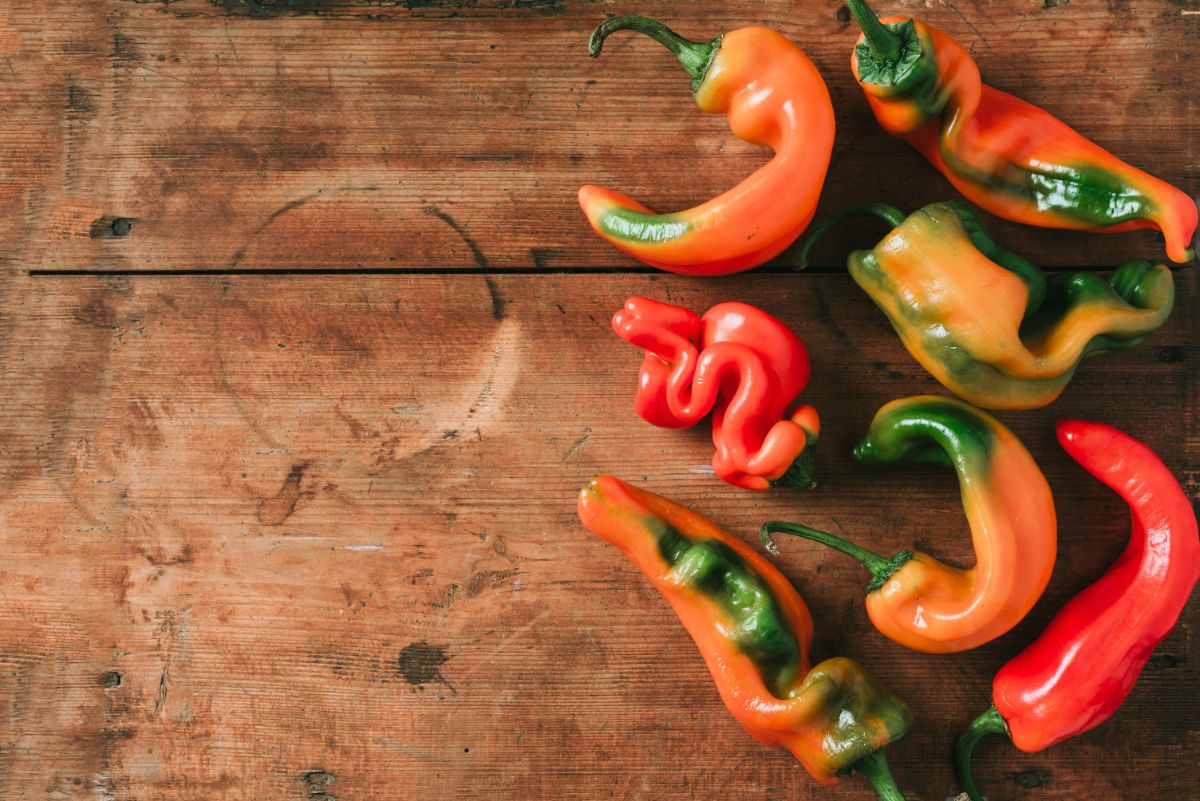 poivrons déformés-quelles sont les raisons pour cette anbomalie de vos récoltes