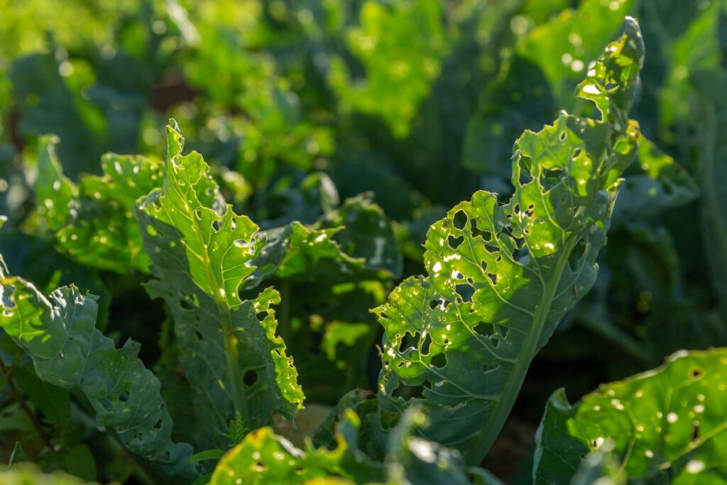 pourquoi le chou kale a des trous 2025