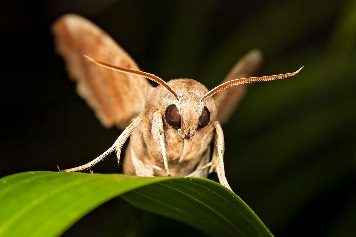 prédateurs naturels de la pyrale du buis