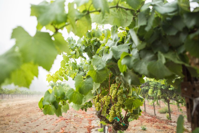 prévention contre les maladies de la vigne en septembre