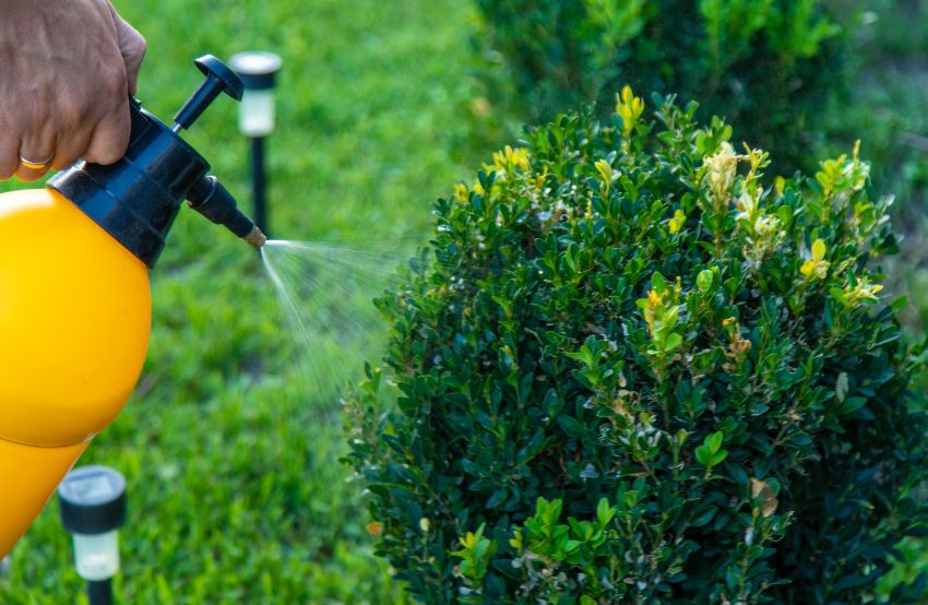 pulvériser une solution naturelle contre la pyrale