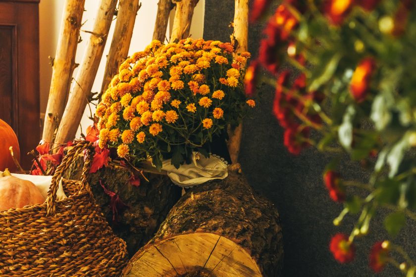 quand planter des chrysanthèmes pour qu'ils durent toute la saison