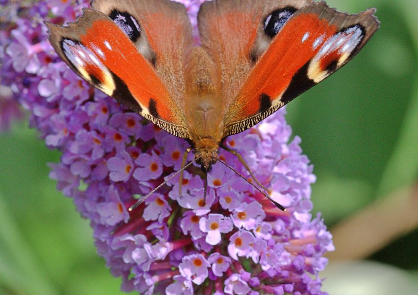 quand tailler selon les variétés de Buddléia