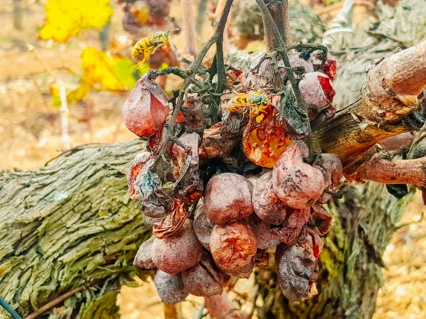 que faire contre le mildiou et l'oïdium sur la vigne