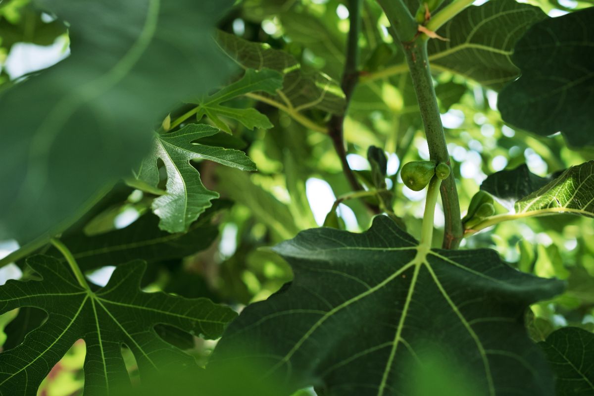 que faire dès les premiers signes de pourrissement des figues sur l’arbre