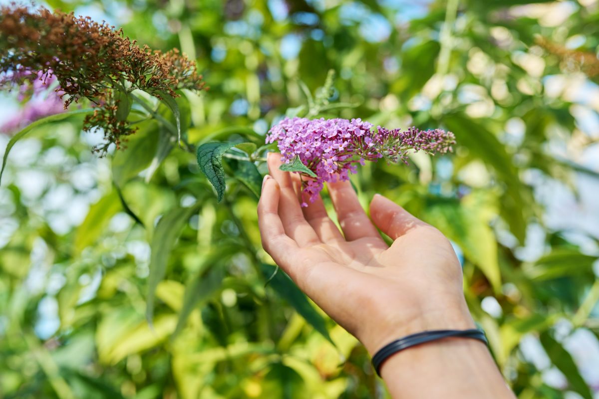 que faire en cas de taille ratée de l'arbre à papillons