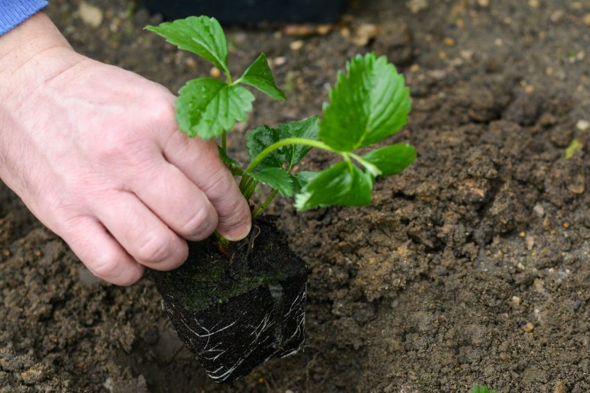 quel entretien de jardin effectuer à la fin de l'été