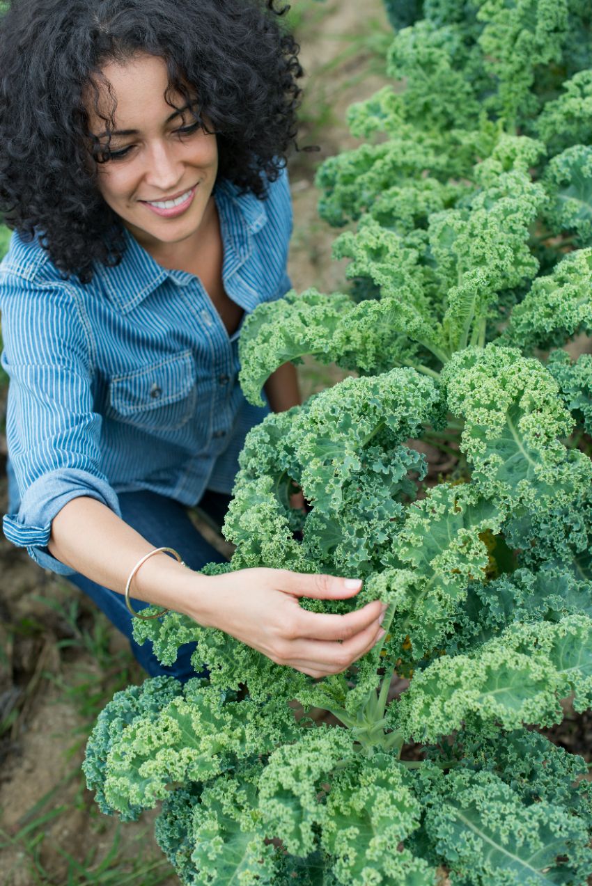 quelles maladies peuvent toucher le chou kale