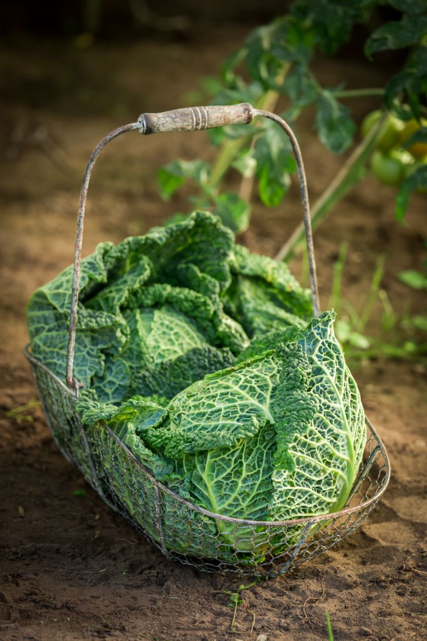 quelles sont les meilleures variétés de choux à planter en été