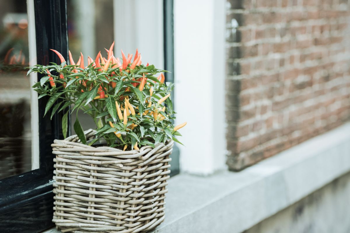 quelles sont les variétés idéales de piments à cultiver en pot en France