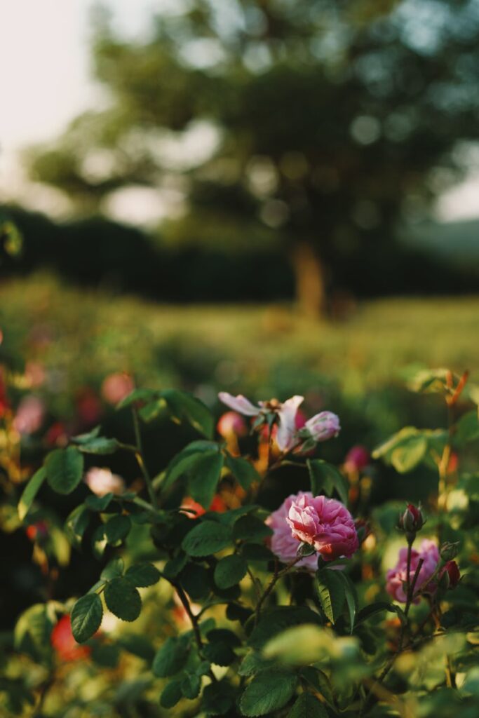 quels sont les symptômes de la rosette du rosier