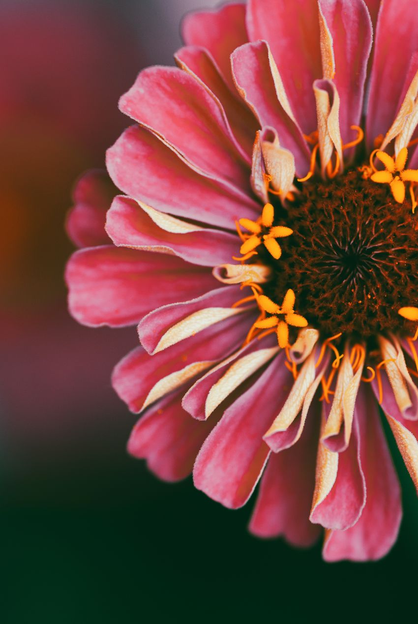 récolter les graines de zinnia
