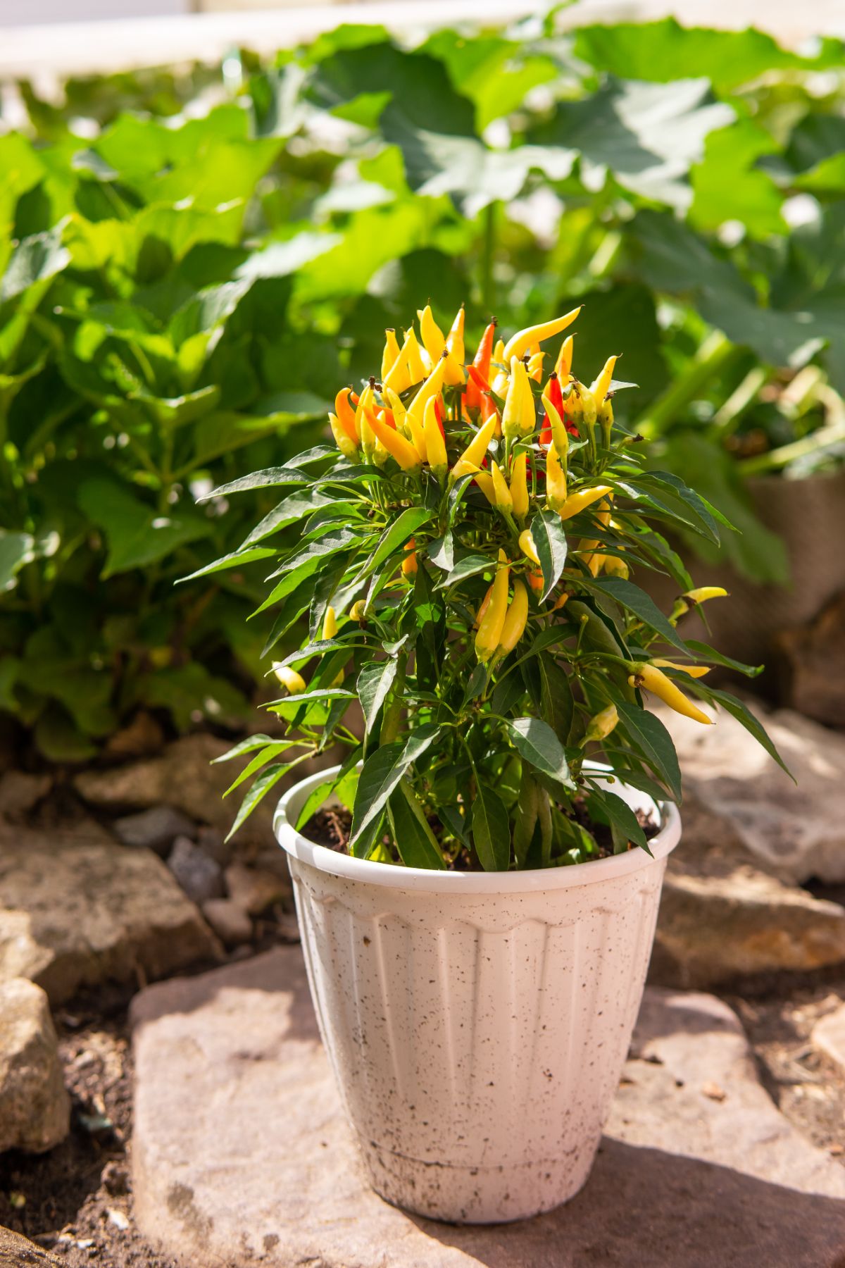règles d'or pour faire prospérer les piments en pot en France