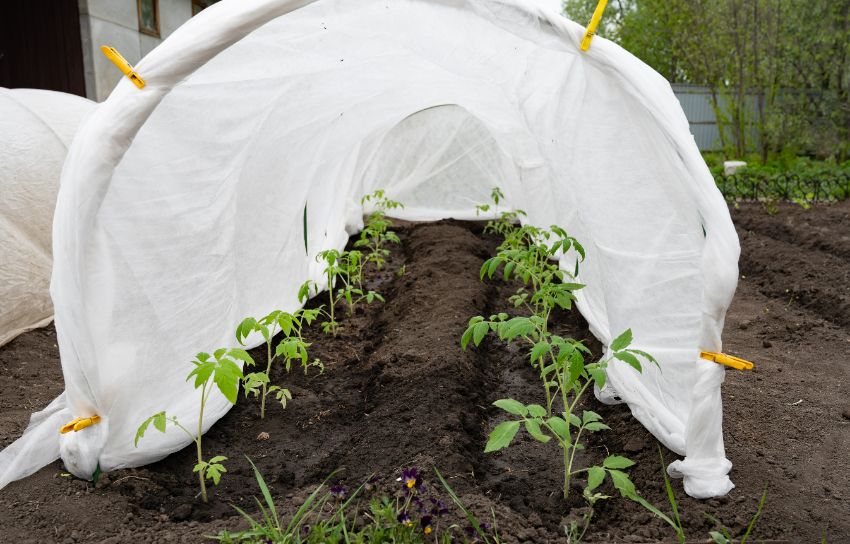 réutiliser des draps au jardin comme protection contre le gel