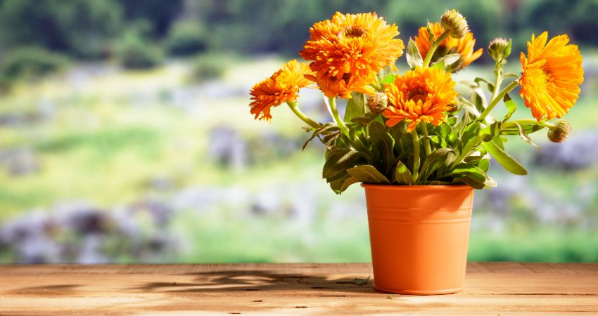 soucis orange en pot