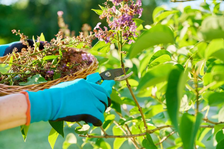 taille ratée du Buddleia 2025