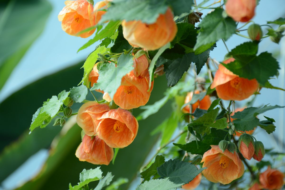 top 3 plantes en pot à fleur orange