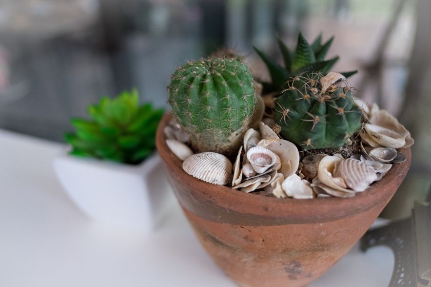 utiliser les coquillages pour décorer les pots et les jardinières