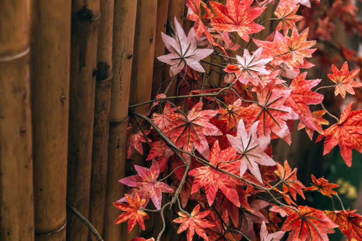 variétés compactes d'érable du Japon choisir