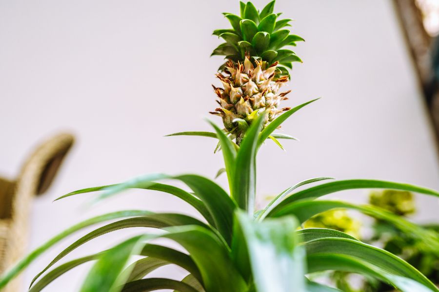 5 fruitiers en pot à cultiver à l'intérieur