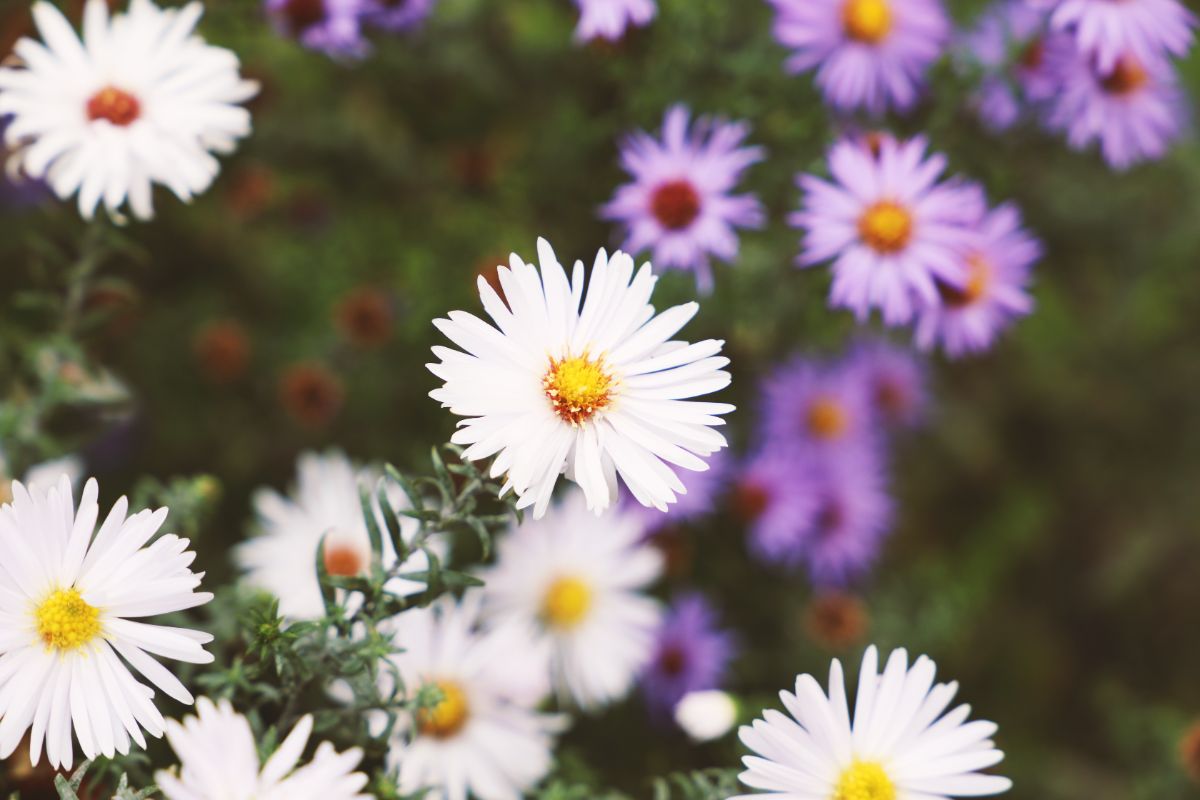 Comment bien tailler les asters à l’automne-les conseils pratiques