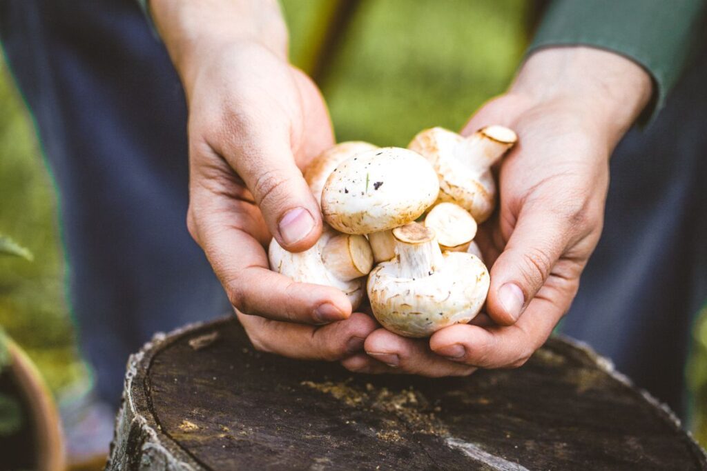 Que faire des pieds de champignons-un ingrédient sous-estimé