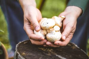 Que faire des pieds de champignons-un ingrédient sous-estimé